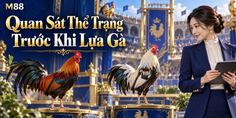 Quan Sát Thể Trạng Trước Khi Lựa Gà