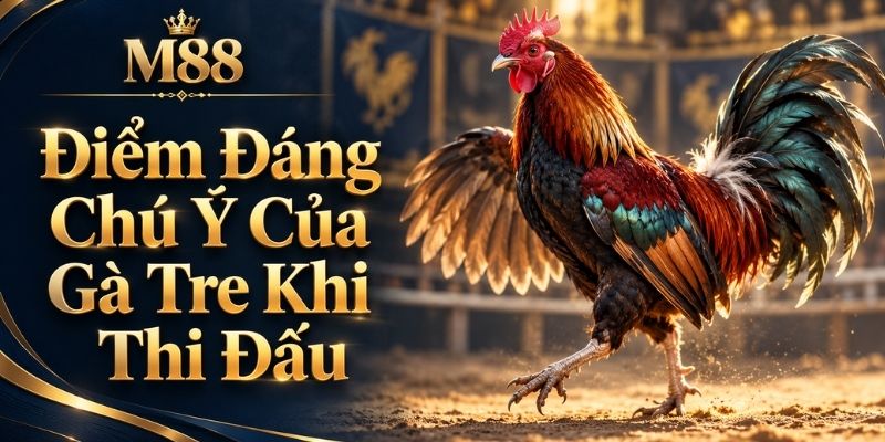 Điểm Đáng Chú Ý Của Gà Tre Khi Thi Đấu